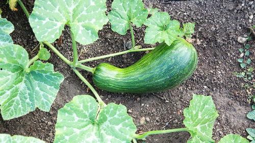 超长瓠瓜怎么吃,探索健康美味的烹饪新境界